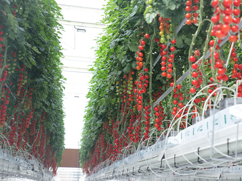 Glass greenhouse vegetable production using rockwool growing media.jpg