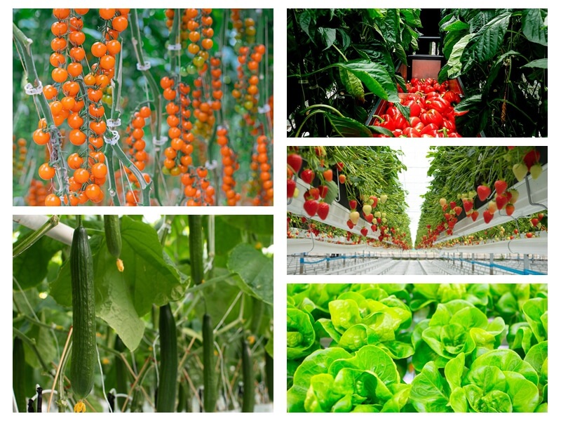 无土栽培植物分类图.jpg