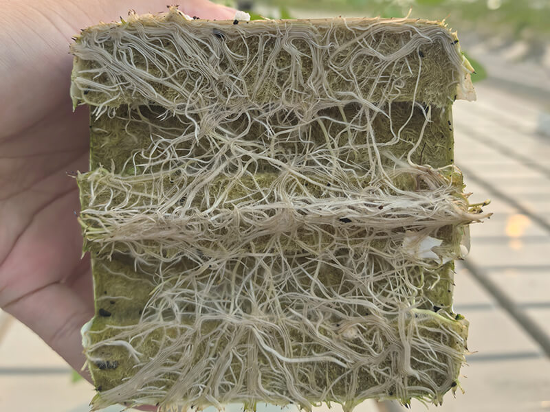 番茄苗根系.jpg