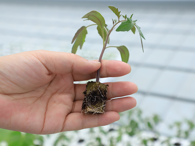岩棉种植番茄根系.jpg