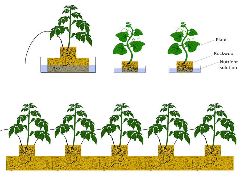 1782887333884315.jpg 岩棉基质及植物根系关系的示意图.jpg