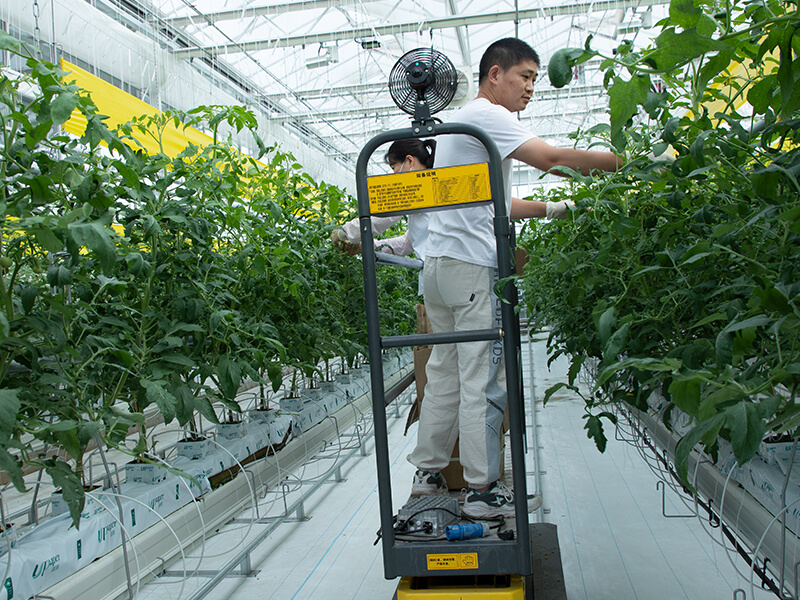1782887834328322.jpg 温室工人进行番茄植株管理.jpg