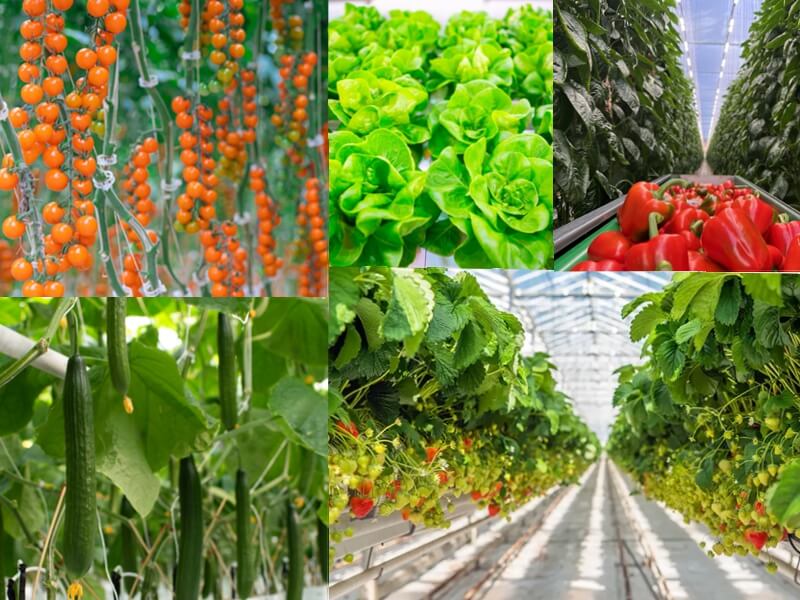 What crops can be grown using rockwool_.jpg